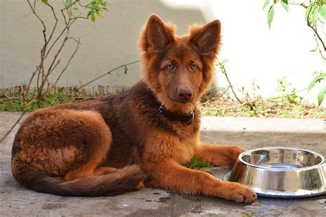 Red Sable German Shepherd Puppies