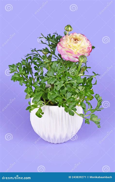 Planta Ranunculus Asiaticus Florescente Flores Cor De Rosa No Vaso