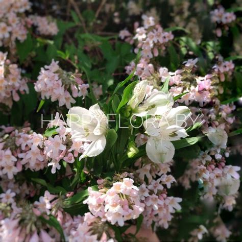 Белая альстромерия - Купить в Минске с доставкой | Happyflora