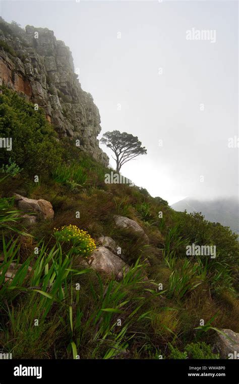 Table mountain in South Africa Stock Photo - Alamy