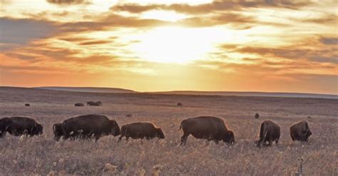 Drive Through Tallgrass Prairie Preserve For A Great Day Trip In Oklahoma