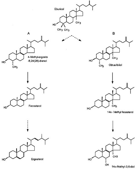 Sterol biosynthetic pathway. (A) Normal route of ergosterol ...