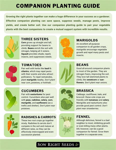 Companion Planting Chart A Beginners Guide For Vegetable Gardens