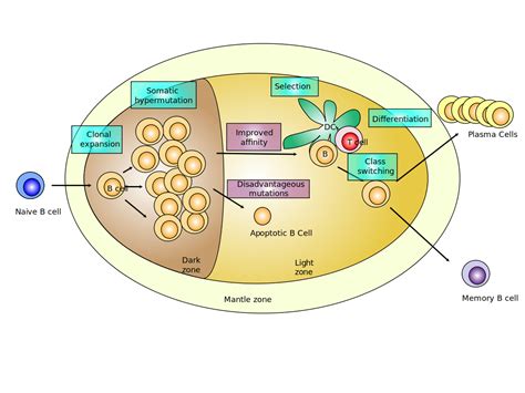 Germinal Center Lymph Node Histology - Hsp Atlas Histopathology Atlas - Yanita Nina