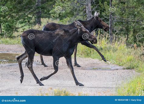 Shiras Moose Of The Colorado Rocky Mountains Stock Photo Image Of