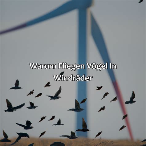 Warum Fliegen V Gel In Windr Der Vogelwunderland