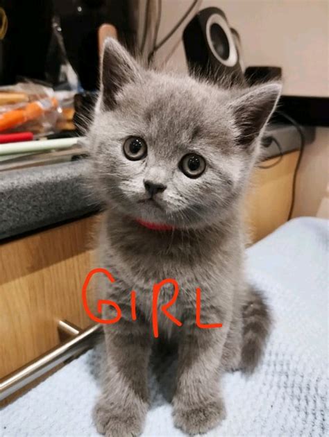 British Shorthair kitten | in Leytonstone, London | Gumtree