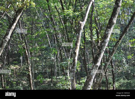 A rubber plantation Stock Photo - Alamy