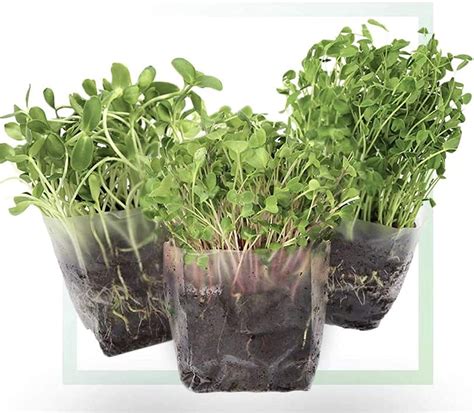 Window Garden Microgreens Grow Kit, Assorted Microgreen Seeds, Indoor ...