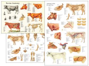 Veterinary Anatomical Charts And Posters