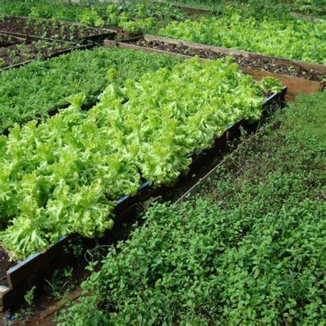 Promove Uma Alimenta O Saud Vel E Rastreabilidade O Cultivo De