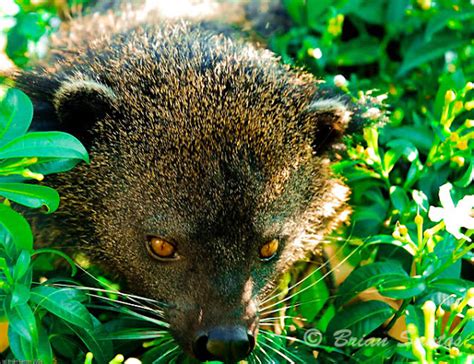 Palawan Bear Cat Project Noah