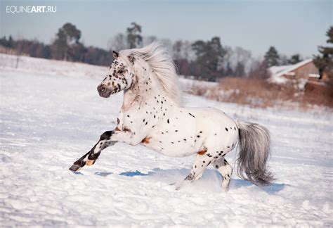 . Аладин (Продан)