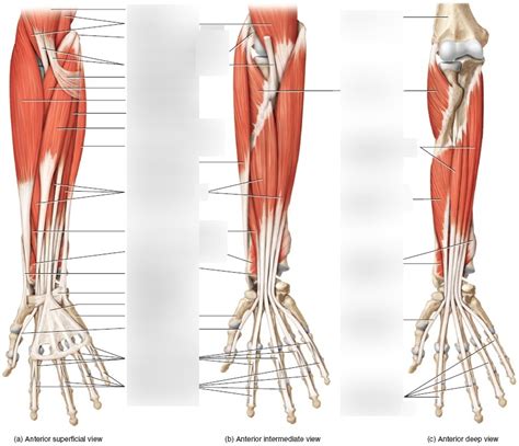 Forearm Muscles Diagram Diagram Quizlet