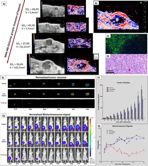 Multimodal Imaging Of The Orthotopic Mda Mb Breast Cancer Model