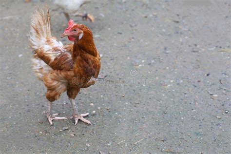 The Rhode Island Red Hen is Stay and Relax in Asia Farm Garden Stock ...