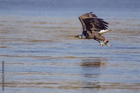 Bald eagle hunting fish over lake Stock Photo | Adobe Stock