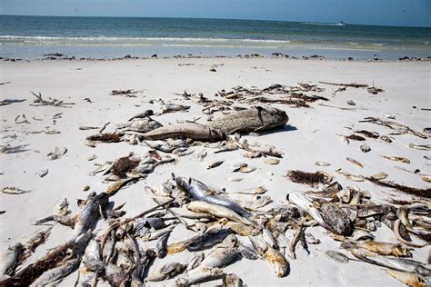 Red tide levels in Southwest Florida are increasing and moving up the