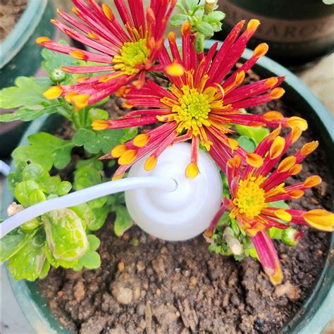 Garden Watering Artifact Automatic Watering Device Home Balcony Flower