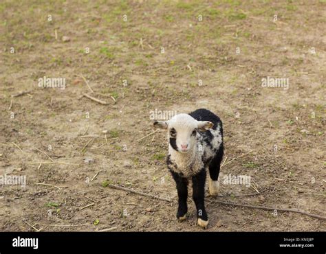 Portrait cute little black and white lamb on farm Stock Photo - Alamy