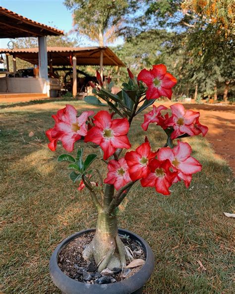 Growing And Caring For The Beautiful Desert Rose Plant Gardener S School