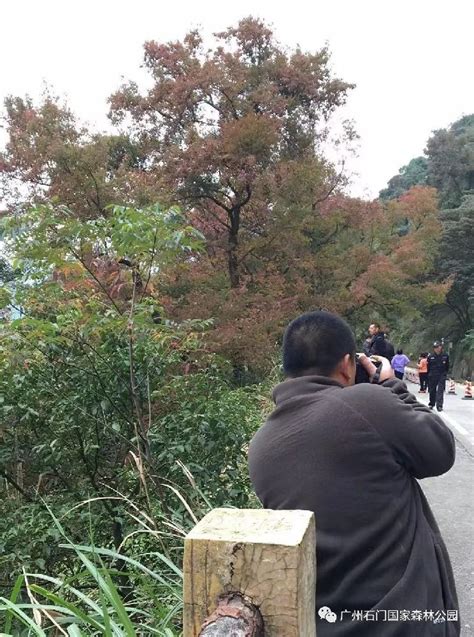 广州市石门国家森林公园第16届红叶观赏节推介会盛大开幕，活动精彩纷呈 新闻资讯 广州市石门国家森林公园