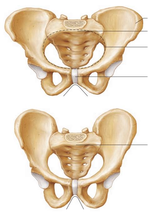 Pelvis Diagram | Quizlet