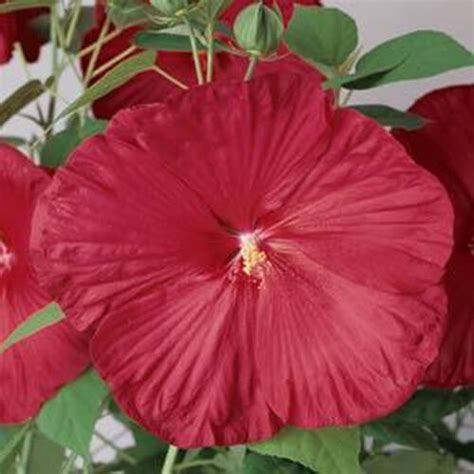 Hibiscus Seed Luna Red Hardy Hibiscus Flower Seeds