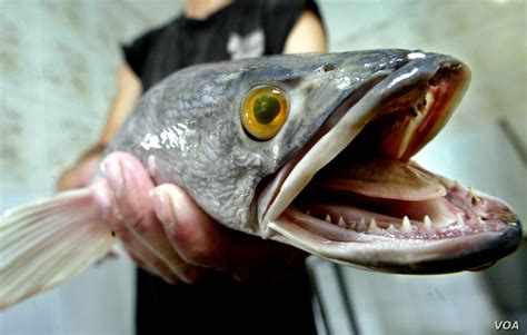 Invasive Species Fish