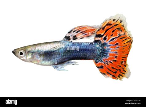 Guppy Poecilia Reticulata Colorful Rainbow Tropical Aquarium Fish Stock