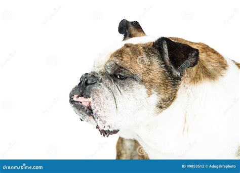 Funny Dog Scowling Closeup Stock Photo Image Of Profile 99853512