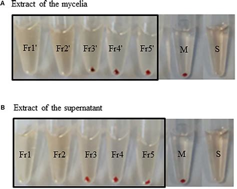 Complete Genome Sequence Of The Motile Actinomycete