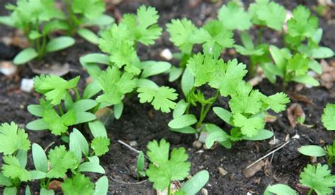 Baby Cilantro Plant