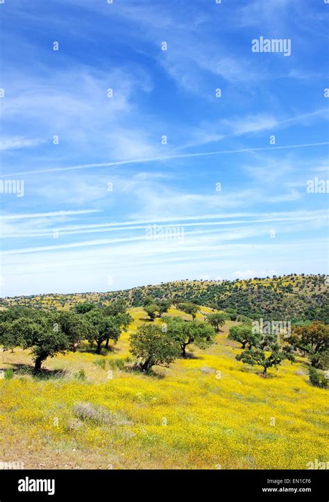 Oak Trees In Mediterranean Forest At Portugal Stock Photo Alamy