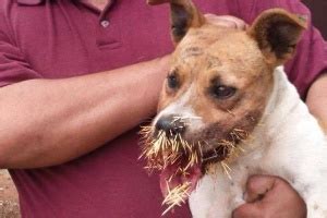 Cachorro Morde Ouri O E Ferido Mais De Cem Espinhos No Rs