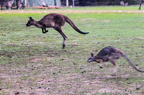 Meet the ‘Roos of Kangaroo Island | As Her World Turns