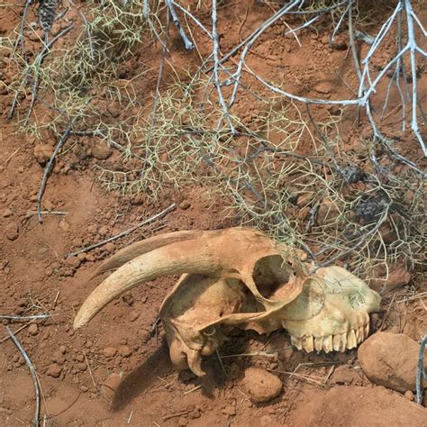 1807 El Esqueleto Animal En Desierto Fotos Libres De Derechos Y