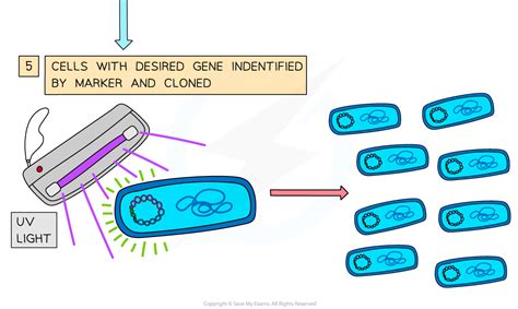 Genetic Engineering Techniques Ocr A Level Biology Revision Notes 2017