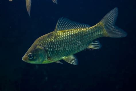 Underwater Photo Of Prussian Carp The Freshwater Fish Stock Photo