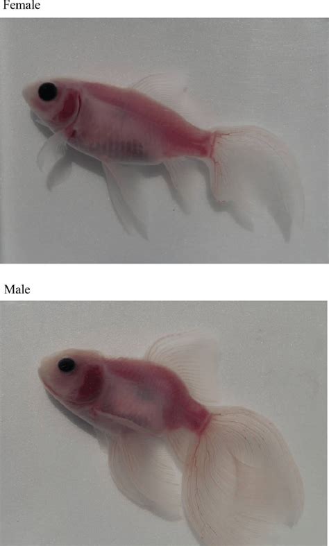 Male Goldfish And Female Goldfish Differences