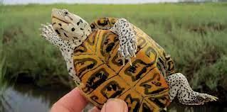 Diamondback Terrapin Habitat Diamondback Terrapin Tank