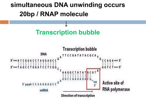 Transcription of DNA | PPT