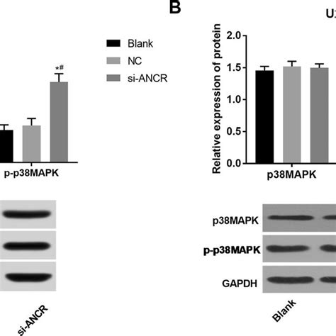 The Proliferation Of Mg 63 And U2os Cells A Od 450 Values Of Mg 63