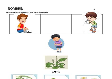 Ficha Plantas Medicinales Pdf