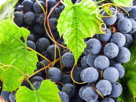 Виноград Фото Картинки – Telegraph