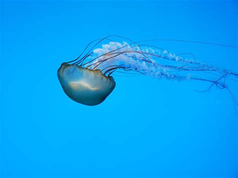 Close up of Jellyfish · Free Stock Photo