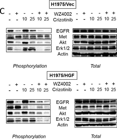 Human EGFR Antibody AF231 R D Systems