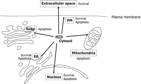 Multiple Subcellular Localizations And Functions Of Protein Kinase C