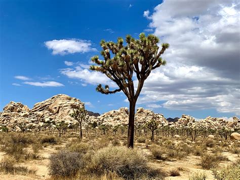 Joshua Tree Desert California - Free photo on Pixabay - Pixabay