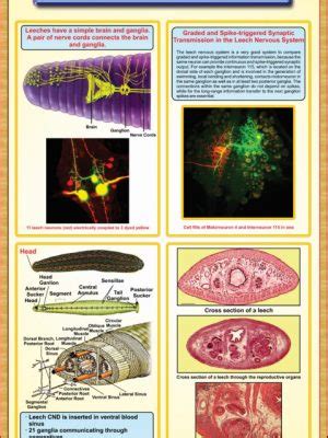 Leech-Anatomy – Iqbal Scientific Store